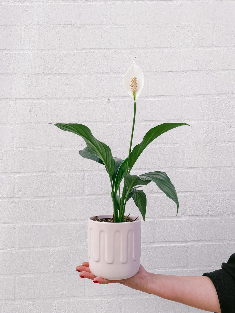 Plant: Peace Lily & Pot (120mm)