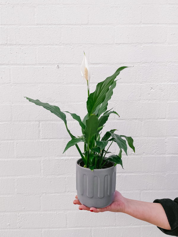 Plant: Peace Lily & Pot (120mm)