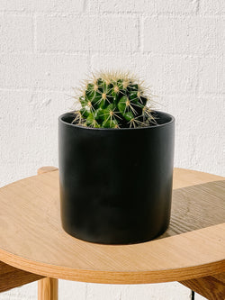 Plant: Cactus & Pot