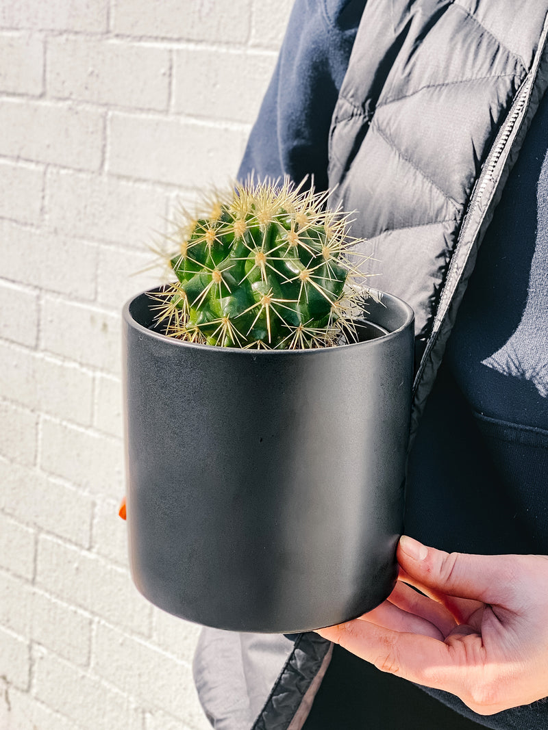 Plant: Cactus & Pot