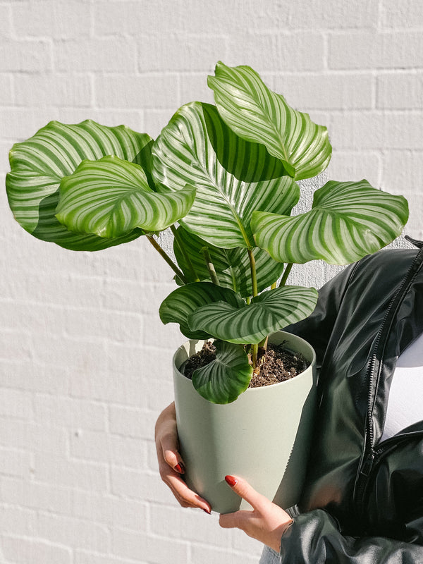 Plant: Calathea Orbifolia & Pot