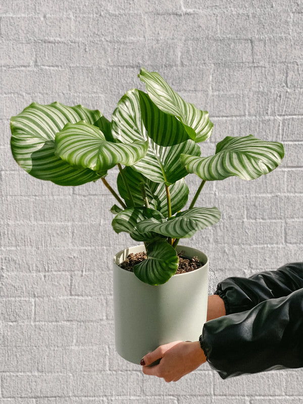 Plant: Calathea Orbifolia & Pot