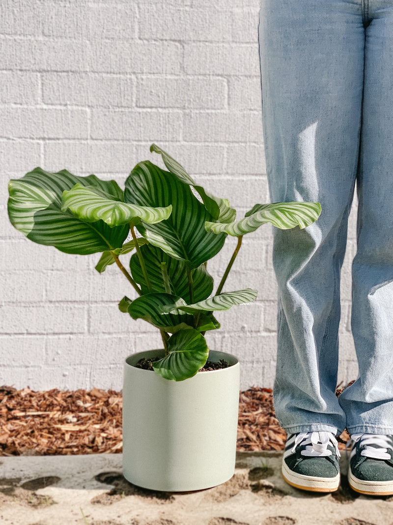 Plant: Calathea Orbifolia & Pot