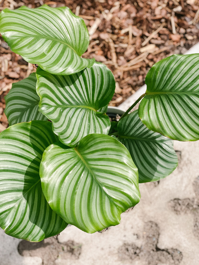 Plant: Calathea Orbifolia & Pot