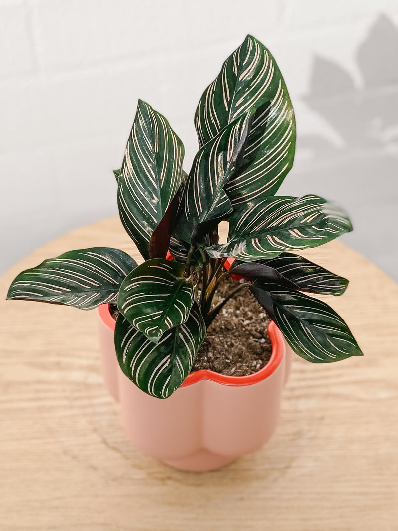 Plant: Calathea Pinstripe & Pot