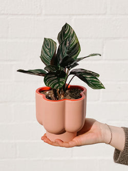 Plant: Calathea Pinstripe & Pot