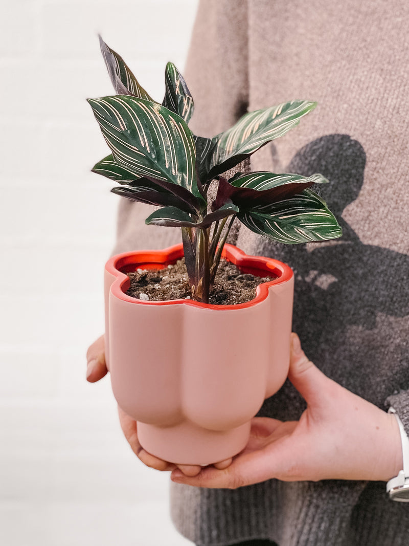 Plant: Calathea Pinstripe & Pot