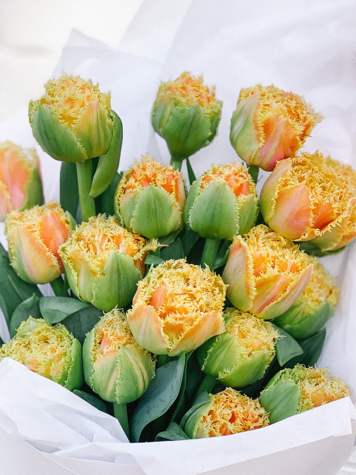 Deluxe Bunch of Tulips Flowers Delivered Melbourne Hello Blooms