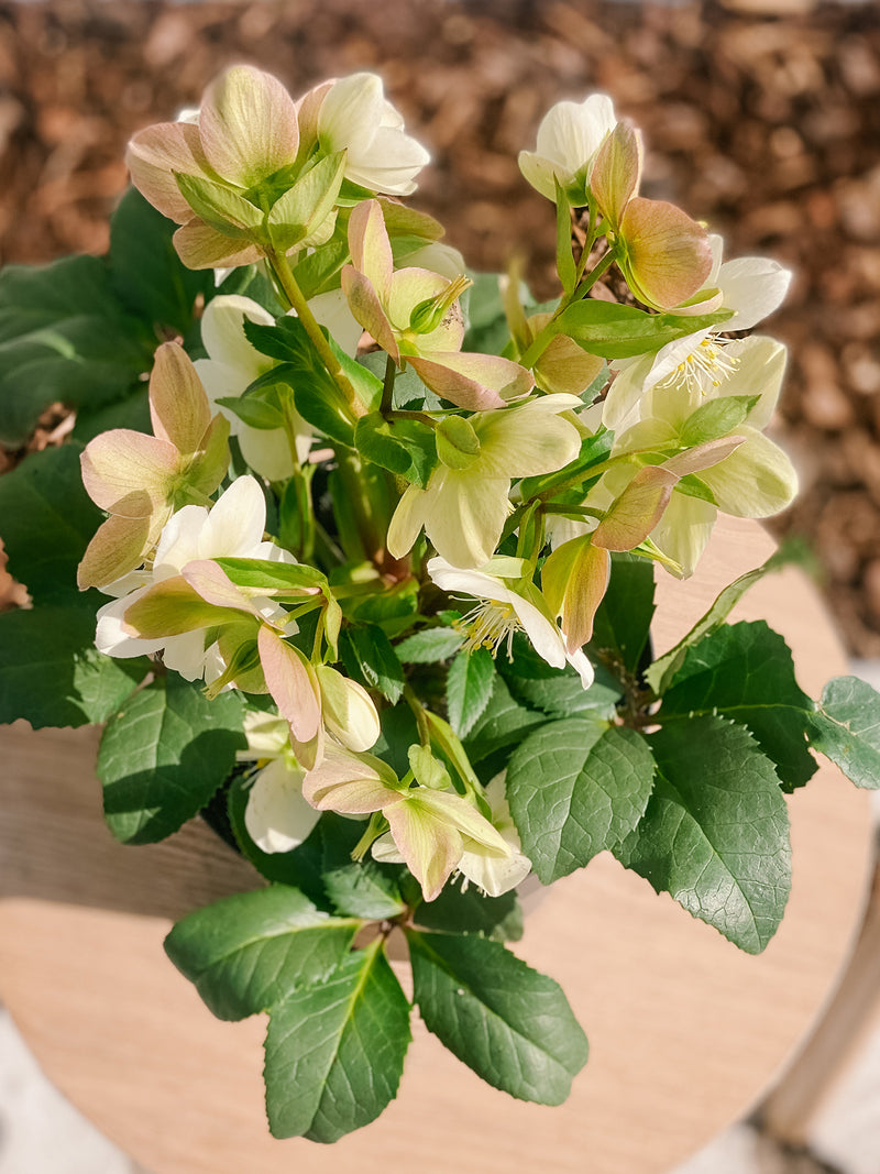 Plant: Potted Hellebore