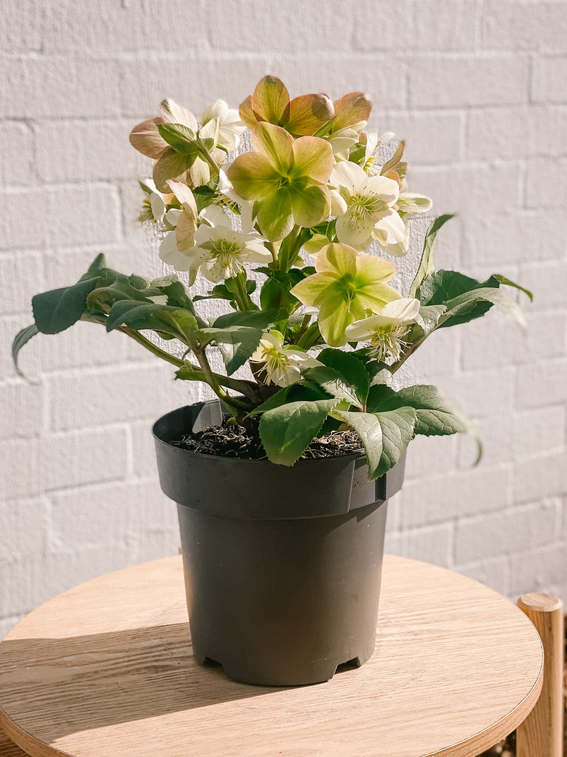 Plant: Potted Hellebore