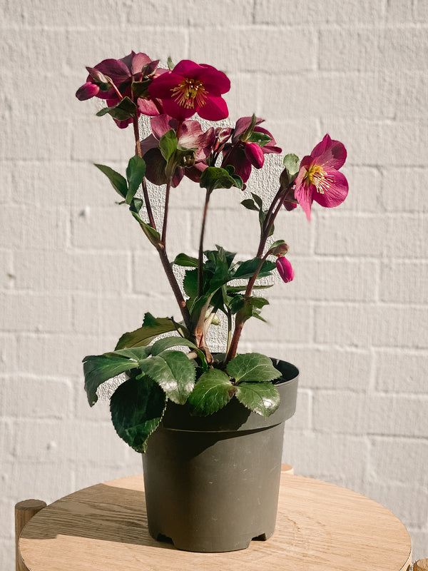 Plant: Potted Hellebore