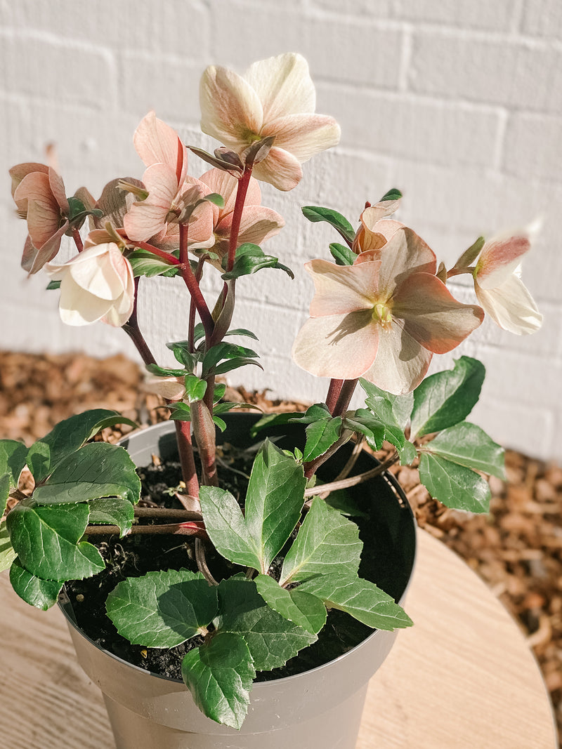 Plant: Potted Hellebore