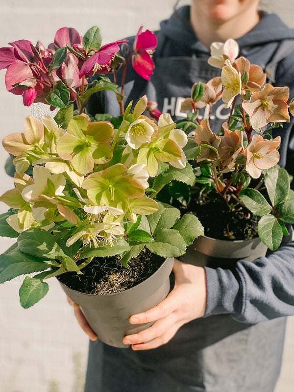 Plant: Potted Hellebore