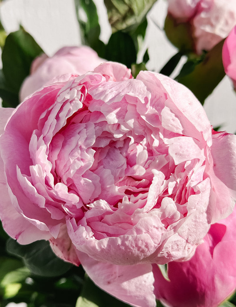 Imported Peonies