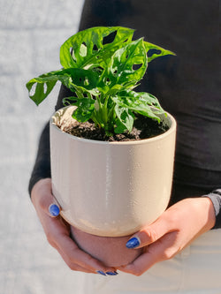 Plant: Monstera Monkey Mask & Pot