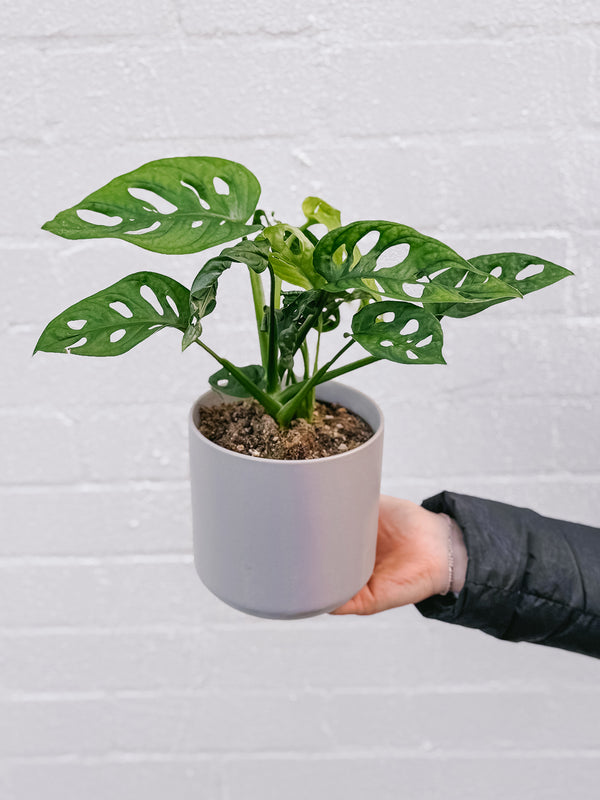 Plant: Monstera Monkey Mask & Pot