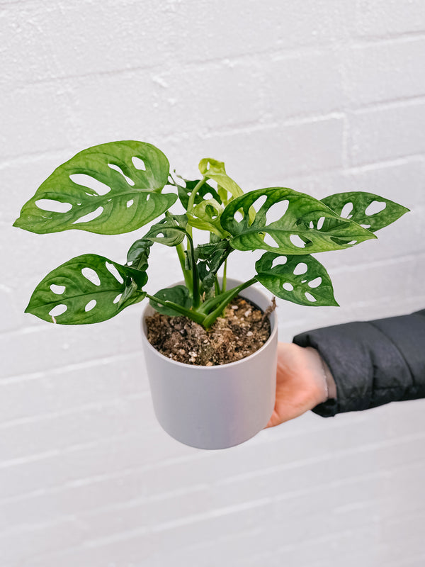 Plant: Monstera Monkey Mask & Pot