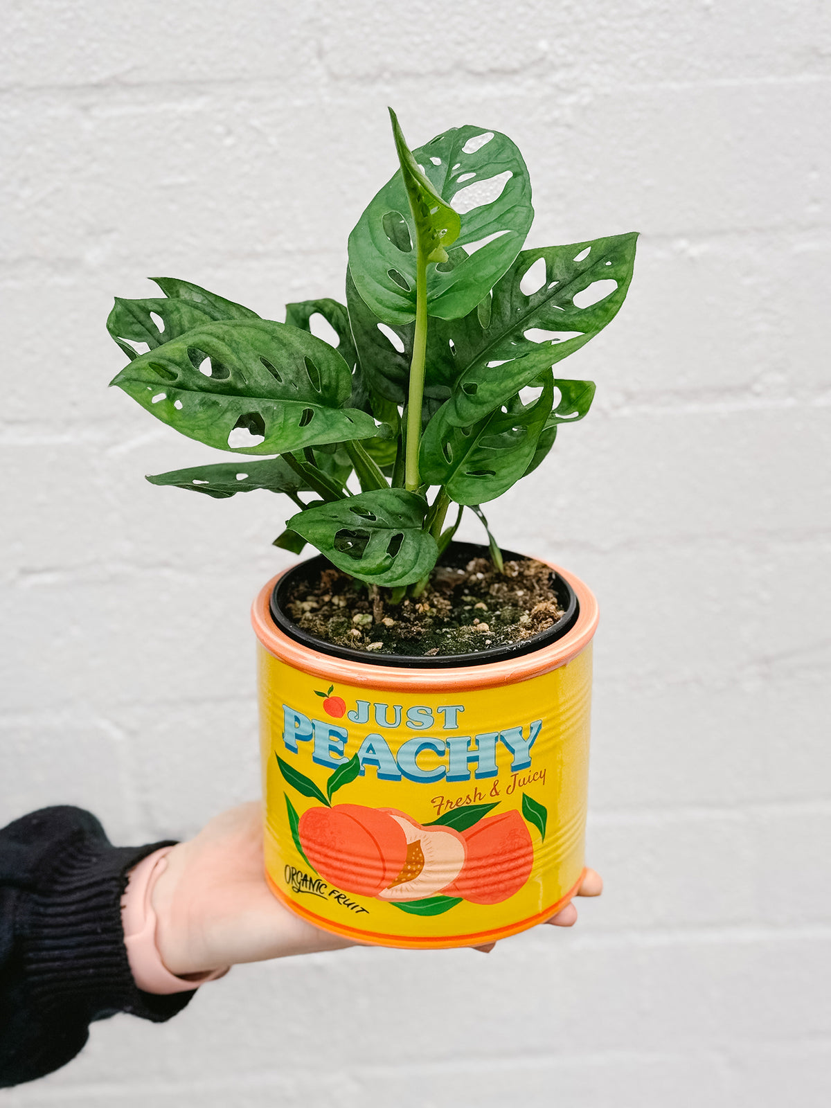 Easy To Care For Plants | Plants Delivered | Hello Blooms Melbourne