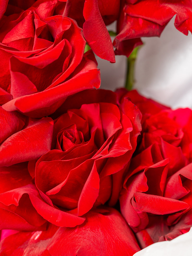 VALENTINE'S DAY: My Lover Roses