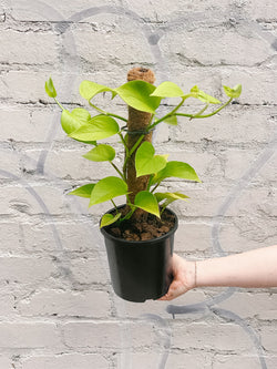 Plant: Neon Pothos Totem 170mm