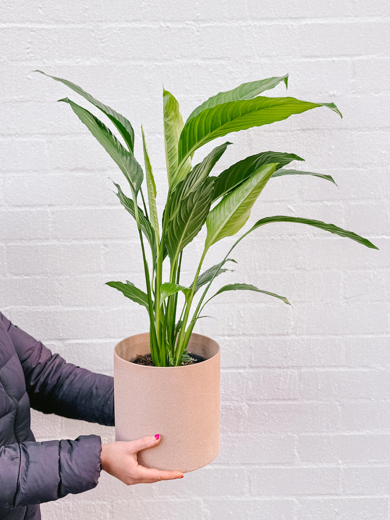 Plant: Peace Lily 170mm & Pot
