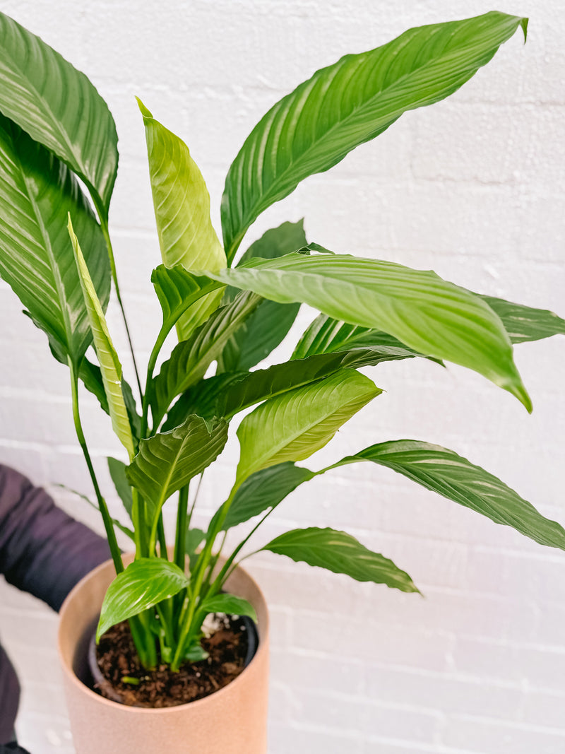 Plant: Peace Lily 170mm & Pot