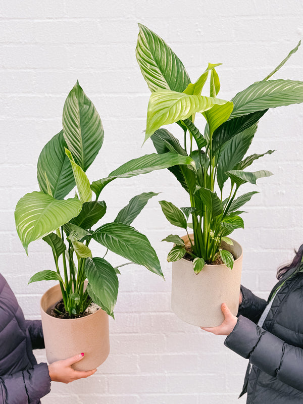 Plant: Peace Lily 170mm & Pot