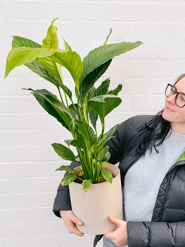 Plant: Peace Lily 170mm & Pot