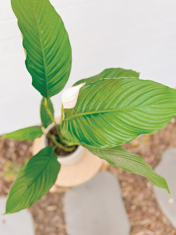 Plant: Peace Lily & Pot (170mm)