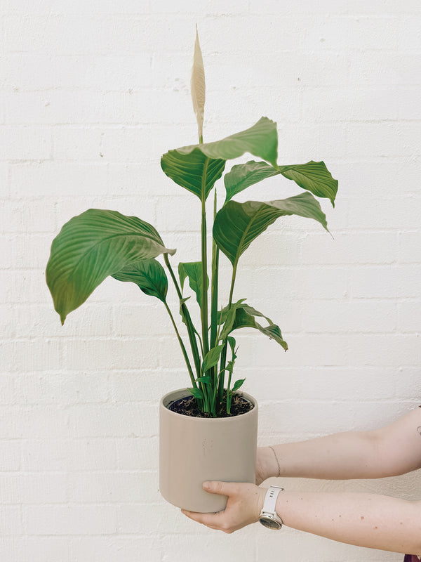 Plant: Peace Lily & Pot (170mm)