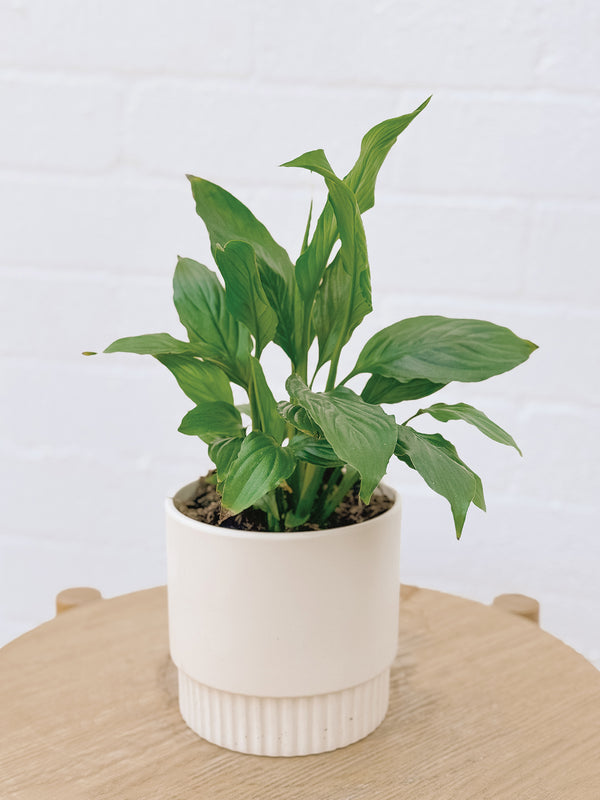 Plant: Peace Lily & Pot (120mm)