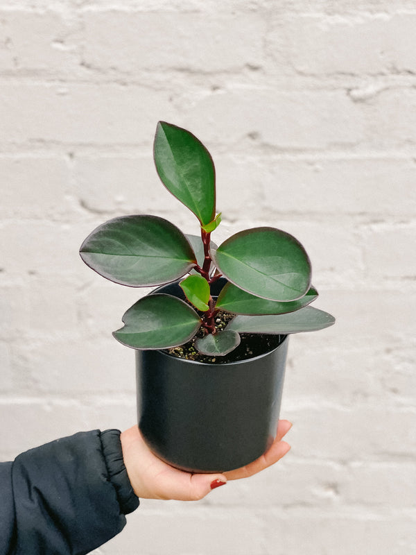 Plant: Peperomia Red Edge 120mm & Pot