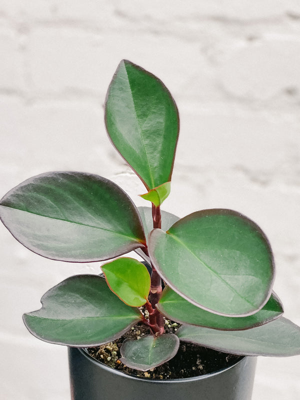 Plant: Peperomia Red Edge 120mm & Pot