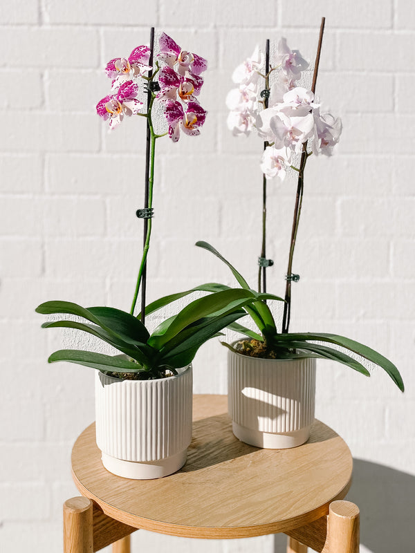 Plant: Potted Phalaenopsis Orchid & Pot