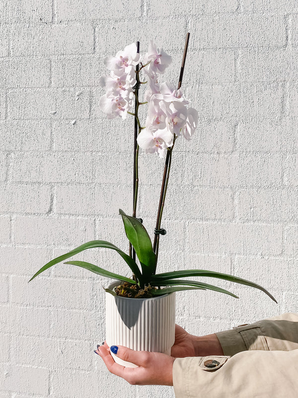 Plant: Potted Phalaenopsis Orchid & Pot