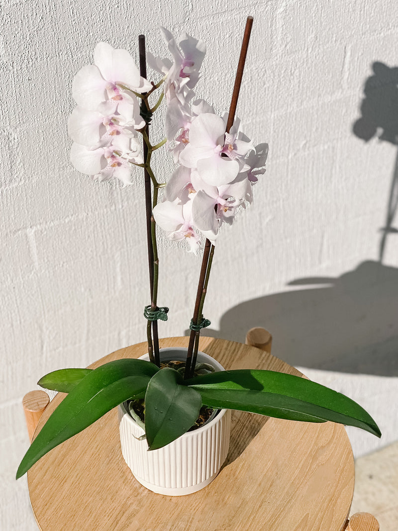 Plant: Potted Phalaenopsis Orchid & Pot