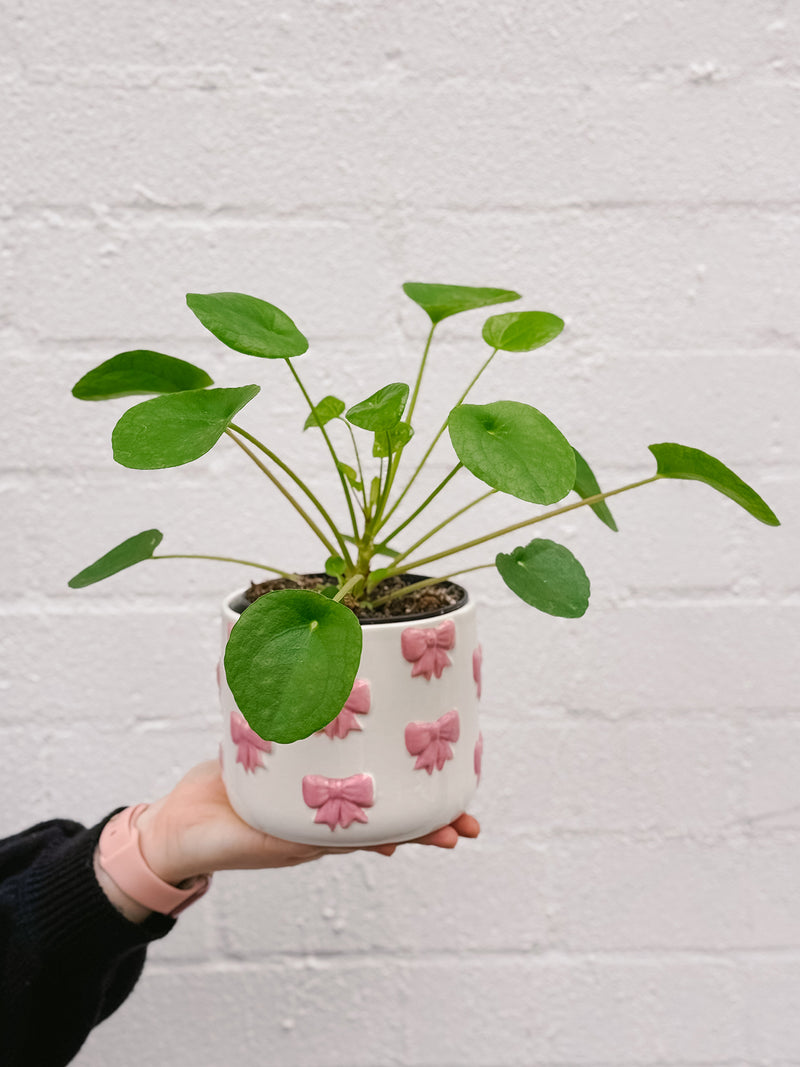 pink money plant Pilea Plant (Chinese Money Plant) | Plants Delivered