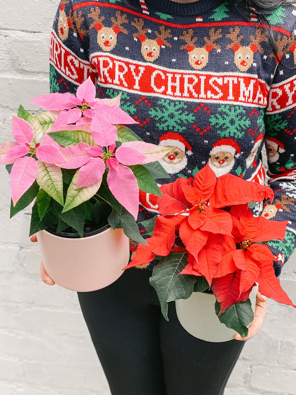 Christmas Plant: Poinsettia 120mm & Pot