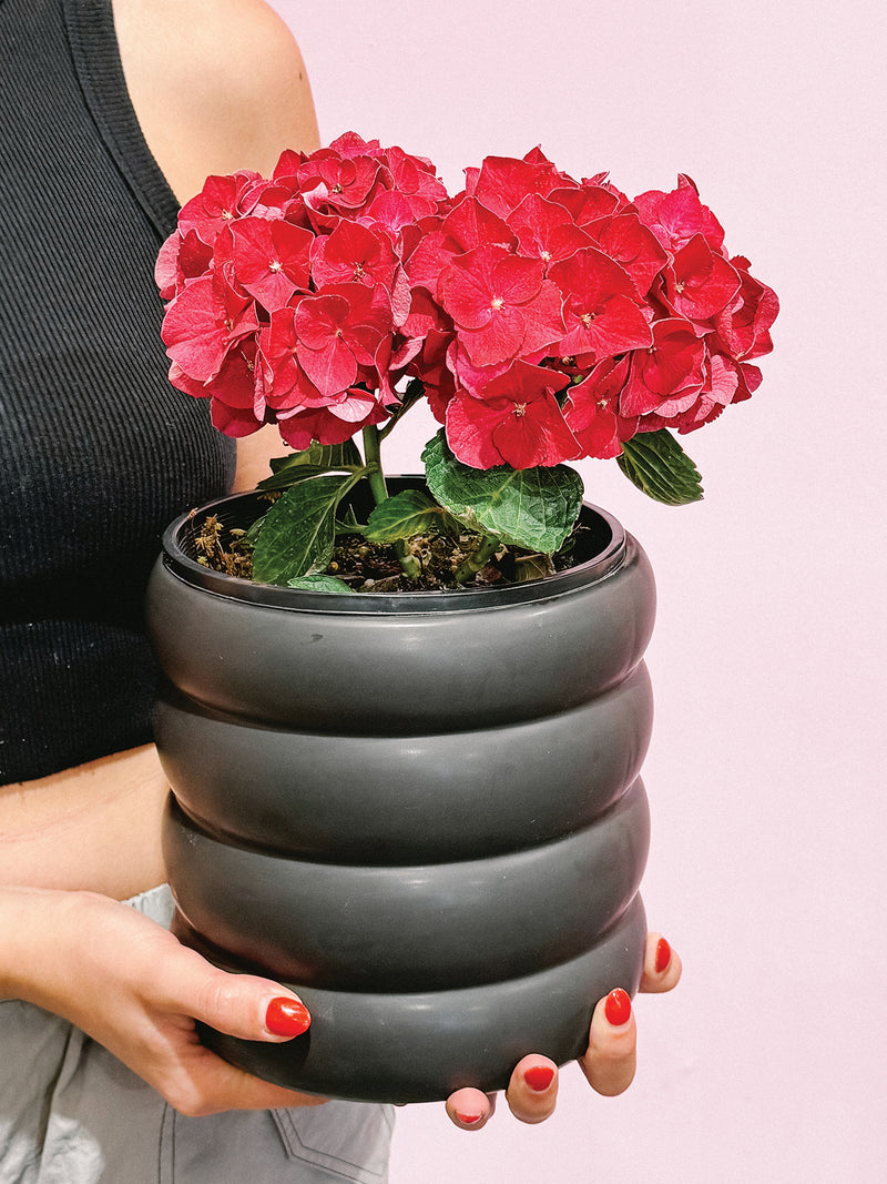 Plant: Potted Hydrangea & Pot