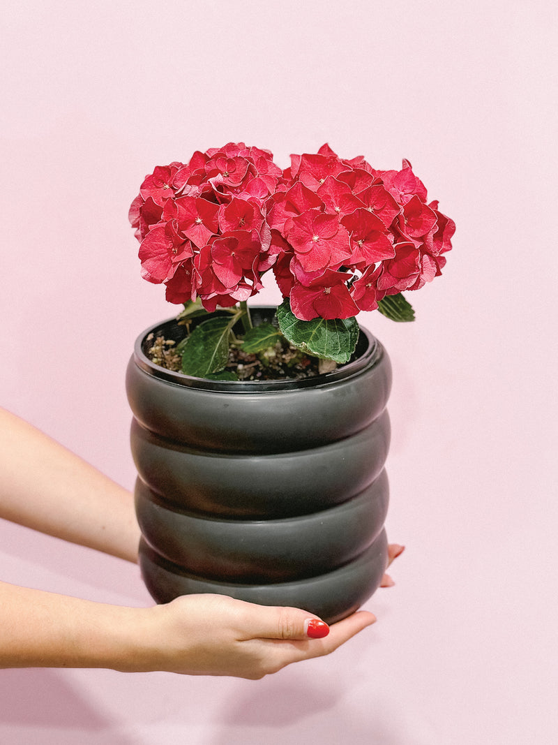 Plant: Potted Hydrangea & Pot