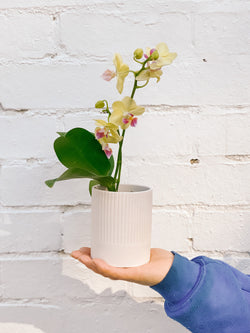 Plant: Mini Potted Phalaenopsis Orchid 100mm