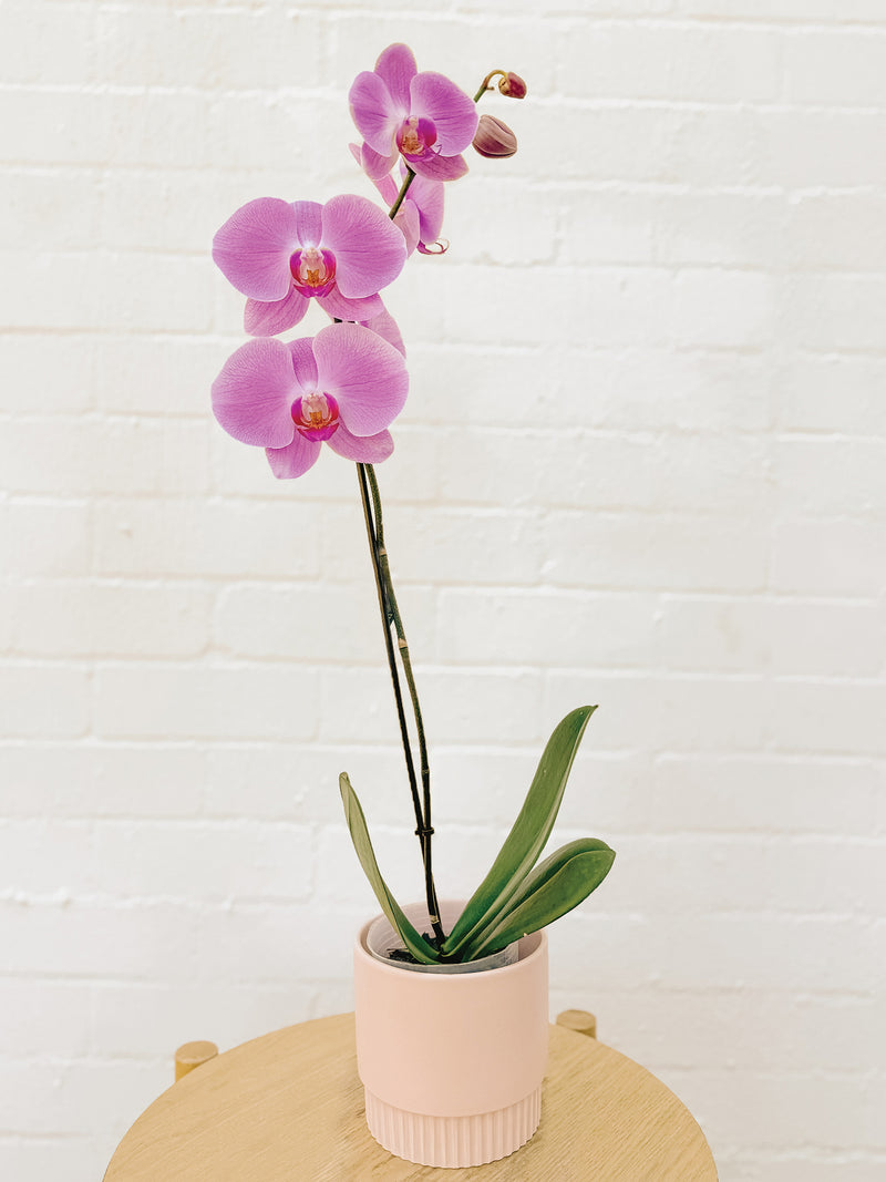 Plant: Potted Phalaenopsis Orchid & Pot