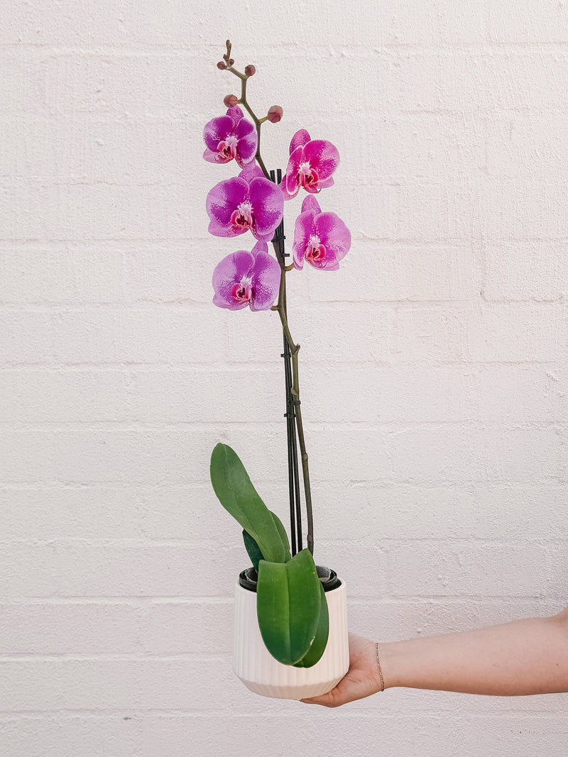 Plant: Potted Phalaenopsis Orchid & Pot | Plants Delivered | Hello ...