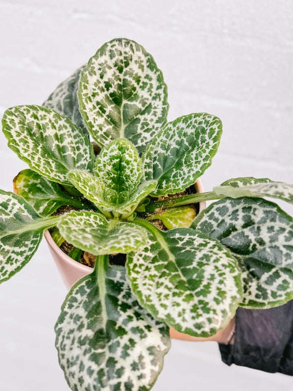 Plant: Pretty Turtle Plant & Pot