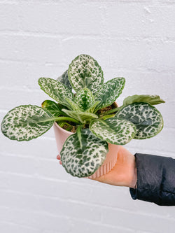 Plant: Pretty Turtle Plant & Pot