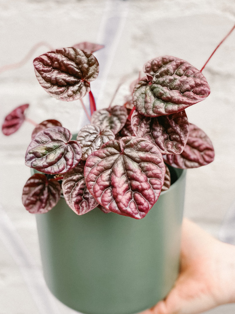 Plant: Red Peperomia 120mm & Pot