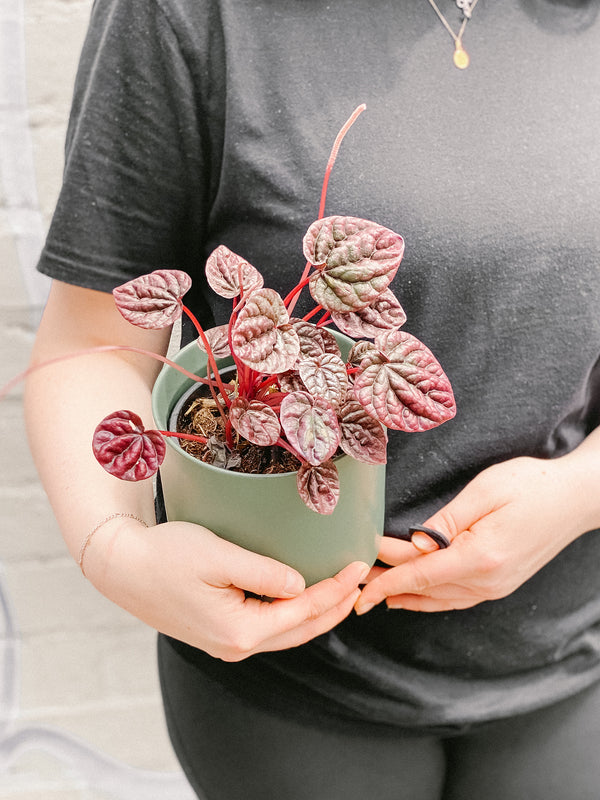 Plant: Red Peperomia 120mm & Pot
