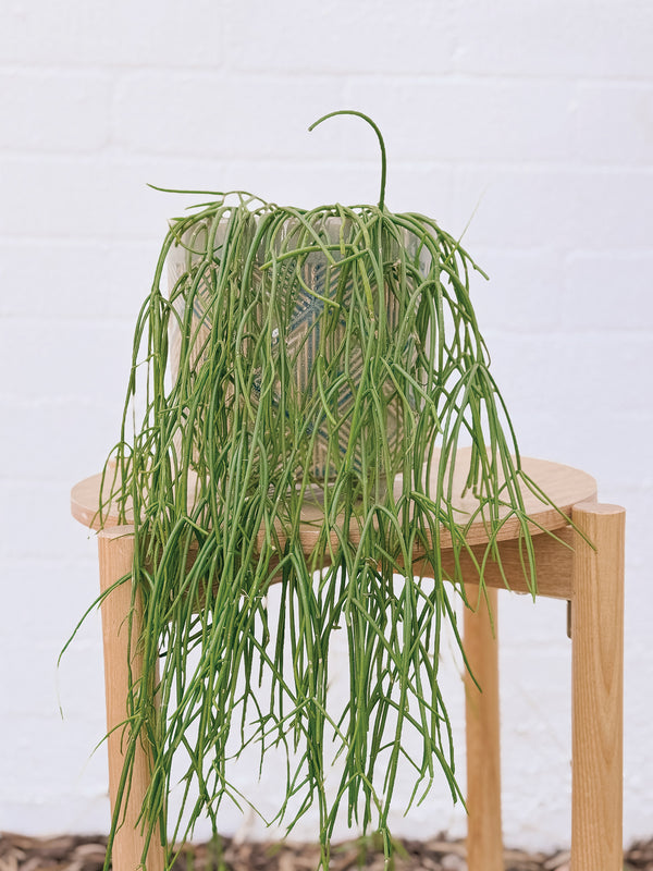 Plant: Trailing Rhipsalis & Pot