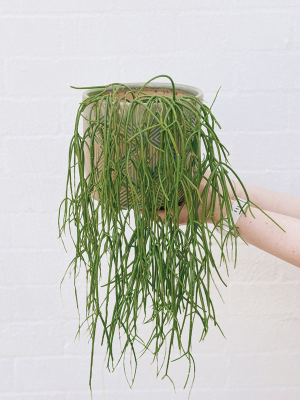 Plant: Trailing Rhipsalis & Pot