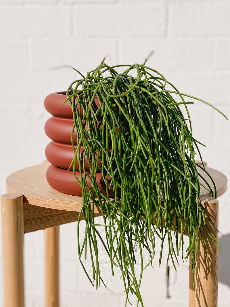 Plant: Trailing Rhipsalis & Pot